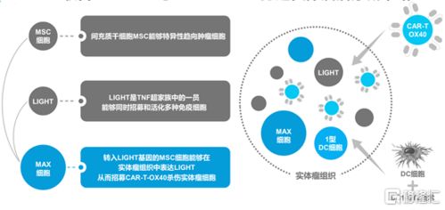 中國生物科技服務 8037.hk 自主創新car t療法的明日之星